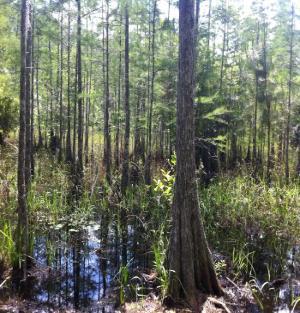 Basin Swamp