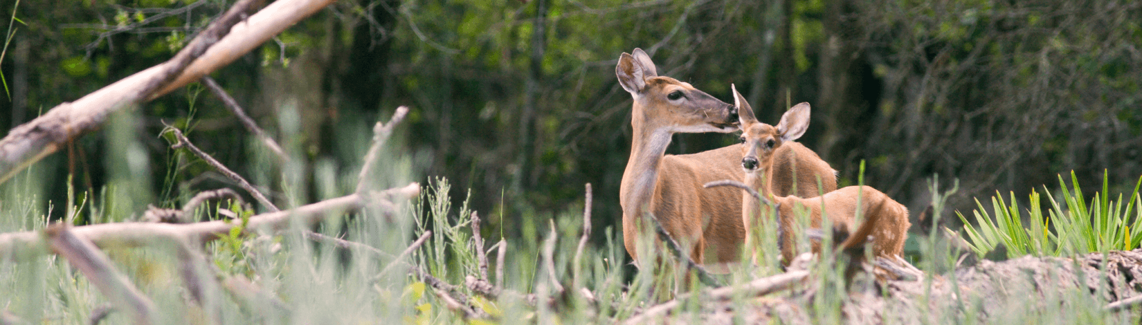 Doe and fawn at Ordway-Swisher Biological Station